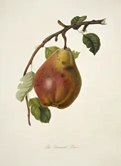Juicy Prints: Pyrus sp. pear (Chaumontel Pear)