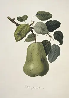 Juicy Prints: Pyrus sp. pear (Colmart Pear)