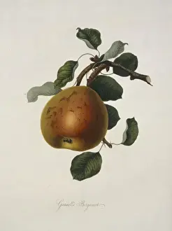 Juicy Prints: Pyrus sp. pear (Gansels Bergamot Pear)