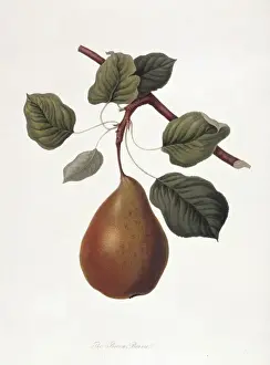 Natural History Museum Prints: Pyrus sp. pear (The Brown Beurre Pear)