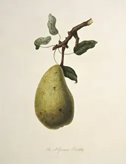 William Hooker Prints: Pyrus sp. pear (True St. Germain Pear)
