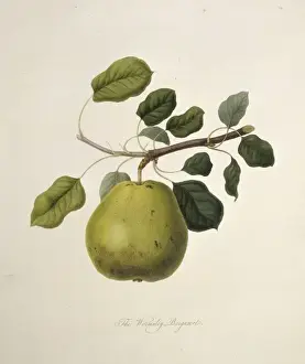 Rosales Prints: Pyrus sp. pear (Wormsley Bergamot Pear)