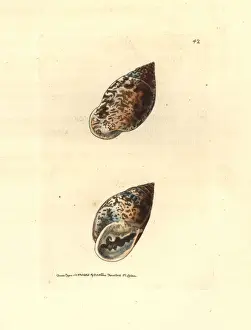 Elford Prints: Pythia scarabaeus snail