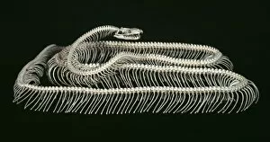Lepidosauria Gallery: Python molurus, tiger python
