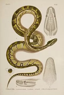 Snake Collection: Python sebae, African rock python