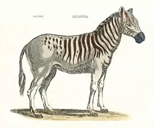 Images Dated 31st May 2011: Quagga