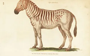 Kearsley Prints: Quagga, Equus quagga quagga, extinct
