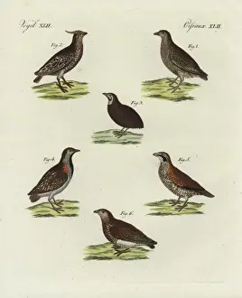 Bilderbuchfurkinder Prints: Quail, bobwhite, Madagascar buttonquail