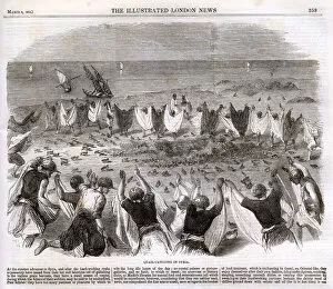Jan18 Gallery: Quail catching in Syria 1862