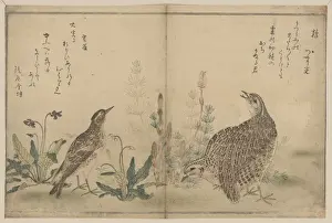 Quail and Meadowlark