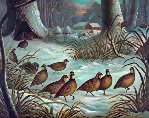 Breakfast Prints: Quail seeking breakfast