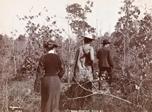 Quail Shooting