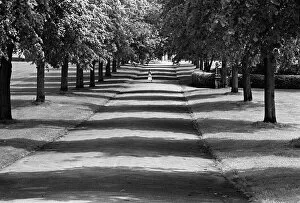 Shadows Gallery: Quarry Park avenue of trees, Shrewsbury, Shropshire