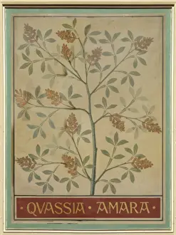 Quassia amara, quassia