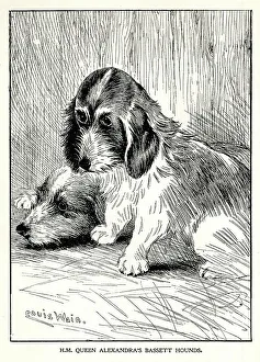 Bassett Prints: Queen Alexandra's Bassett hounds