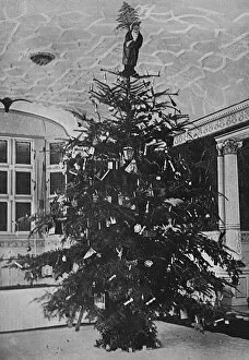 Images Dated 5th April 2016: Queen Alexandras Christmas tree at Sandringham
