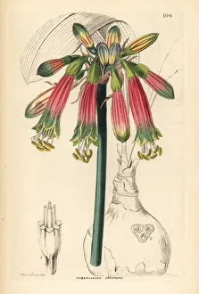 Amaryllis Gallery: Queen amaryllis, Phaedranassa dubia