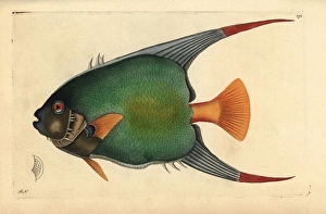 Angelfish Gallery: Queen angelfish, Holacanthus ciliaris