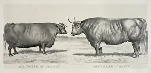 The queen of cattle: the champion steer
