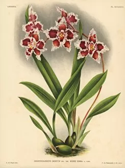 Iconography Gallery: Queen Emma variety of Odontoglossum crispum orchid