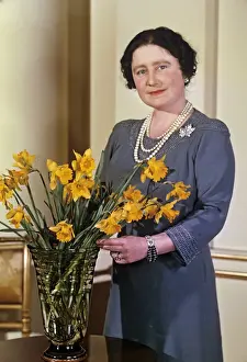 Daffodils Prints: Queen Mother arranging a vase of daffodils
