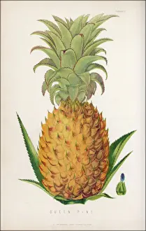 Queen Pineapple / Gardener