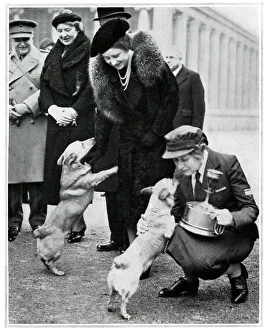 Images Dated 25th September 2019: The Queen and Princesses corgis, inspection of YMCA canteen