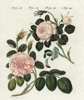 Bertuch Gallery: Queen rose and moss rose