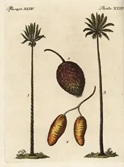 Sago Prints: Queen sago palm, Cycas circinalis, and date