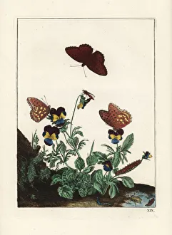 Pansies Gallery: Queen of Spain fritillary butterfly on pansies