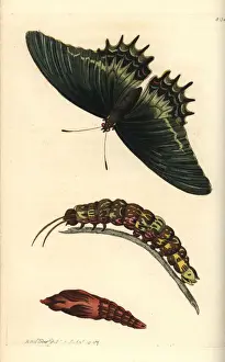 Queen swallowtail, Papilio androgeus