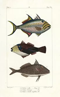 Germain Gallery: Queen triggerfish, wedge-tail triggerfish