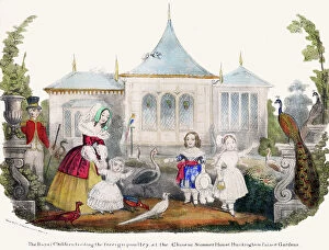 Crinoline Collection: Queen Victoria, Prince Albert and children feeding poultry
