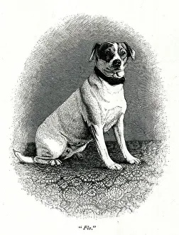 Victorias Prints: Queen Victoria's dog Flo
