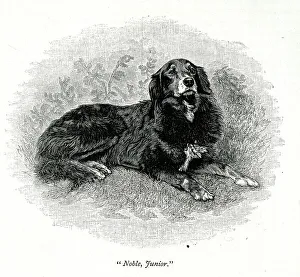 Victorias Prints: Queen Victoria's dog, Noble, Junior