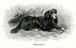 Queen Victoria's dog, Noble, Senior