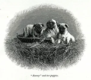 Victorias Prints: Queen Victoria's dog Rooney and her puppies