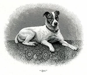 Spot Collection: Queen Victoria's dog Spot