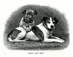 Victorias Prints: Queen Victoria's dogs Bosko and Wat