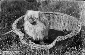 Pekingese Prints: Queenie the Pekingese