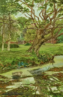 Bower Prints: Queen's Bower, New Forest, Hampshire