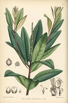 Delight Prints: Queens delight, Stillingia sylvatica