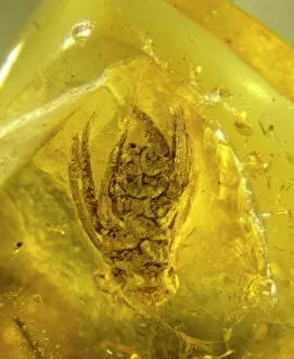 Palaeogene Gallery: Quercus in amber