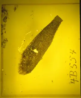 Fagaceae Prints: Quercus bract in baltic amber