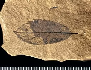 Tertiary Gallery: Quercus mediterranea, fossil leaf