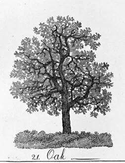 Alexander Cozens Gallery: Quercus, oak