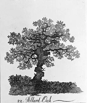 Alexander Cozens Gallery: Quercus, pollard oak