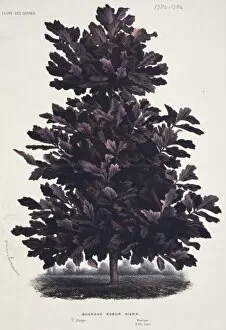 Quercus Gallery: Quercus rober niger, oak tree