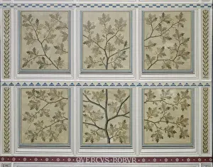 Fagaceae Prints: Quercus robur, English oak