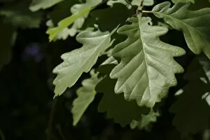 Derek Collection: Quercus robur, oak